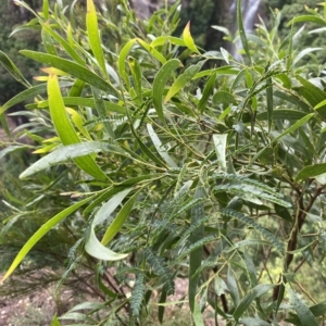 Acacia melanoxylon at Fitzroy Falls, NSW - 2 Apr 2023