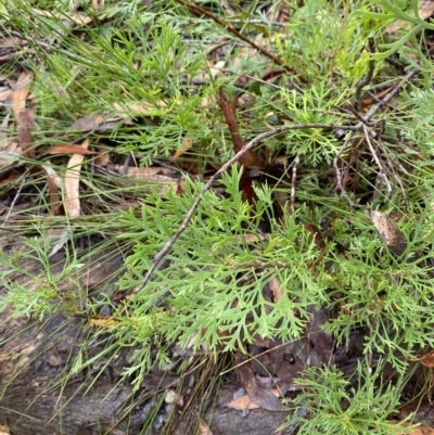 Isopogon anemonifolius (Common Drumsticks) at Fitzroy Falls - 2 Apr 2023 by Tapirlord