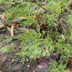 Isopogon anemonifolius at Fitzroy Falls, NSW - 2 Apr 2023