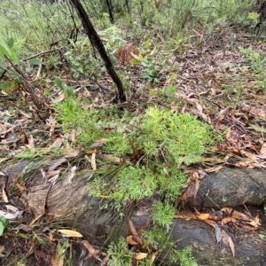 Isopogon anemonifolius at Fitzroy Falls, NSW - 2 Apr 2023