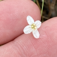 Mitrasacme polymorpha (Varied Mitrewort) at Morton National Park - 2 Apr 2023 by Tapirlord