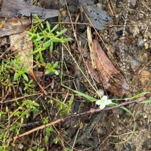 Mitrasacme polymorpha at Fitzroy Falls, NSW - 2 Apr 2023
