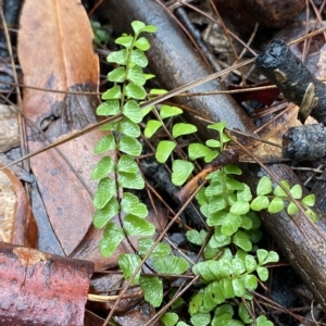 Lindsaea linearis at Fitzroy Falls, NSW - 2 Apr 2023 01:13 PM