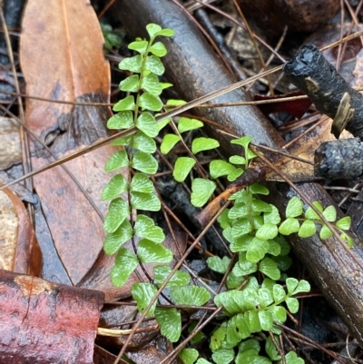 Lindsaea linearis (Screw Fern) at Wingecarribee Local Government Area - 2 Apr 2023 by Tapirlord