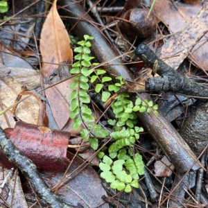 Lindsaea linearis at Fitzroy Falls, NSW - 2 Apr 2023 01:13 PM