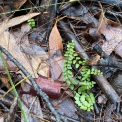 Lindsaea linearis at Fitzroy Falls, NSW - 2 Apr 2023 01:13 PM