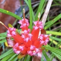 Lambertia formosa (Mountain Devil) at Fitzroy Falls - 2 Apr 2023 by Tapirlord