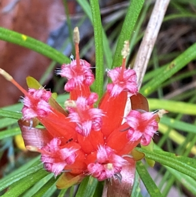 Lambertia formosa (Mountain Devil) at Fitzroy Falls, NSW - 2 Apr 2023 by Tapirlord