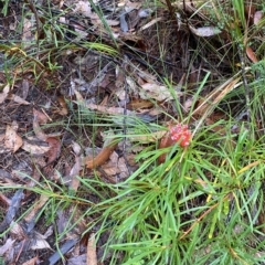 Lambertia formosa at Fitzroy Falls, NSW - 2 Apr 2023