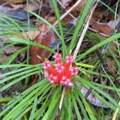 Lambertia formosa at Fitzroy Falls, NSW - 2 Apr 2023 01:09 PM