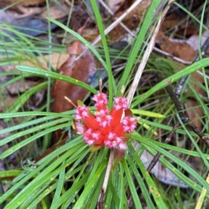 Lambertia formosa at Fitzroy Falls, NSW - 2 Apr 2023