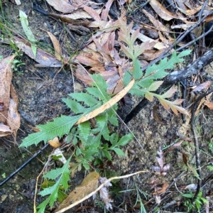 Lomatia ilicifolia at Fitzroy Falls, NSW - 2 Apr 2023