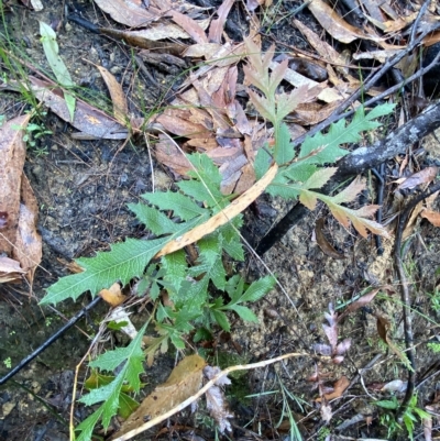 Lomatia ilicifolia (Holly Lomatia) at Morton National Park - 2 Apr 2023 by Tapirlord