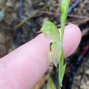 Pterostylis longifolia at Fitzroy Falls, NSW - suppressed