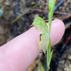 Pterostylis longifolia (Tall Greenhood) at Wingecarribee Local Government Area - 2 Apr 2023 by Tapirlord