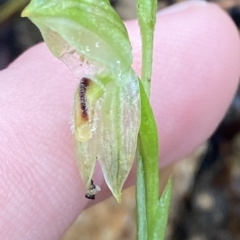 Pterostylis longifolia at Fitzroy Falls, NSW - suppressed