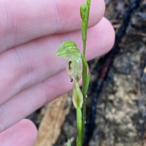 Pterostylis longifolia at Fitzroy Falls, NSW - suppressed