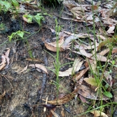 Pterostylis longifolia at Fitzroy Falls, NSW - suppressed