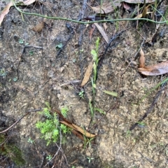 Pterostylis longifolia at Fitzroy Falls, NSW - suppressed