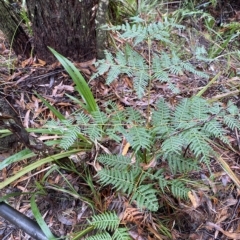 Pteridium esculentum (Bracken) at Fitzroy Falls - 2 Apr 2023 by Tapirlord