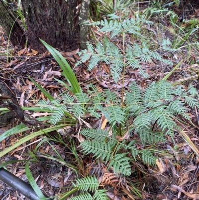 Pteridium esculentum (Bracken) at Fitzroy Falls - 2 Apr 2023 by Tapirlord