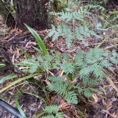 Pteridium esculentum at Fitzroy Falls, NSW - 2 Apr 2023