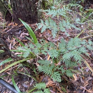 Pteridium esculentum at Fitzroy Falls, NSW - 2 Apr 2023