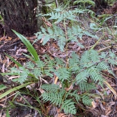 Pteridium esculentum at Fitzroy Falls, NSW - 2 Apr 2023