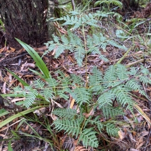 Pteridium esculentum at Fitzroy Falls, NSW - 2 Apr 2023 01:06 PM