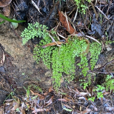 Lindsaea microphylla (Lacy Wedge-fern) at Morton National Park - 2 Apr 2023 by Tapirlord