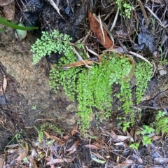 Lindsaea microphylla at Fitzroy Falls, NSW - 2 Apr 2023