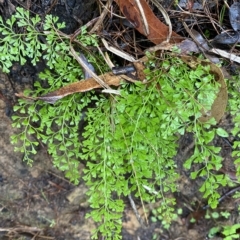 Lindsaea microphylla at Fitzroy Falls, NSW - 2 Apr 2023