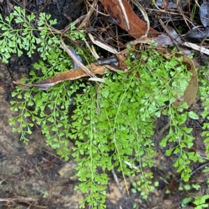 Lindsaea microphylla at Fitzroy Falls, NSW - 2 Apr 2023