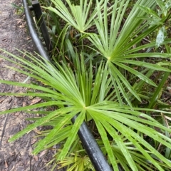 Livistona australis (Australian Cabbage Palm) at Fitzroy Falls - 2 Apr 2023 by Tapirlord