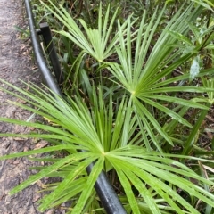 Livistona australis at Fitzroy Falls, NSW - suppressed