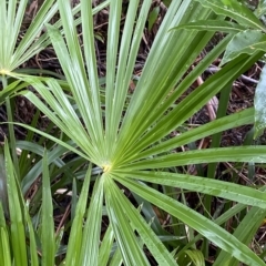 Livistona australis at Fitzroy Falls, NSW - suppressed