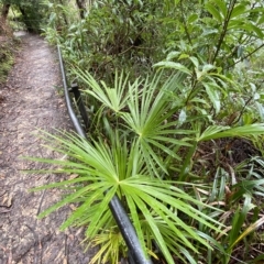 Livistona australis at Fitzroy Falls, NSW - suppressed