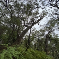 Eucalyptus piperita at Fitzroy Falls, NSW - 2 Apr 2023