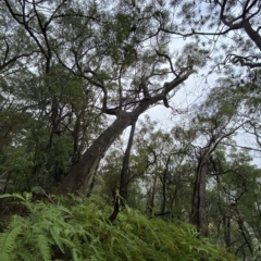 Eucalyptus piperita at Fitzroy Falls, NSW - 2 Apr 2023