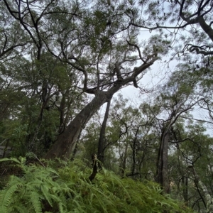 Eucalyptus piperita at Fitzroy Falls, NSW - 2 Apr 2023