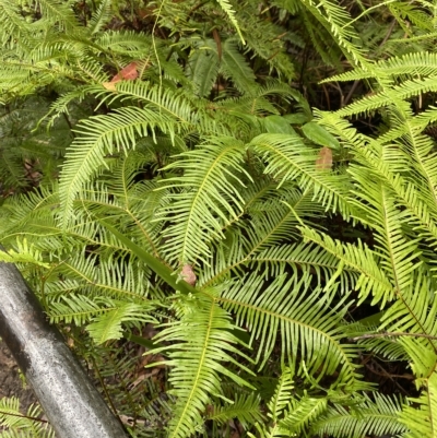 Sticherus flabellatus (Shiny Fan-fern, Umbrella Fern) at Fitzroy Falls, NSW - 2 Apr 2023 by Tapirlord