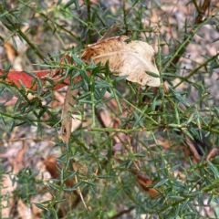 Daviesia ulicifolia (Gorse Bitter-pea) at Fitzroy Falls, NSW - 2 Apr 2023 by Tapirlord