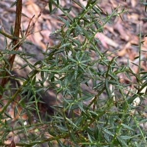 Daviesia ulicifolia at Fitzroy Falls, NSW - 2 Apr 2023