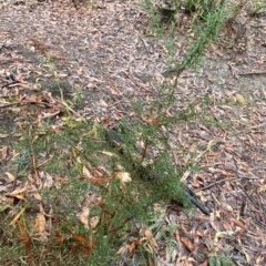 Daviesia ulicifolia at Fitzroy Falls, NSW - 2 Apr 2023 12:56 PM