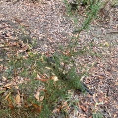 Daviesia ulicifolia at Fitzroy Falls, NSW - 2 Apr 2023