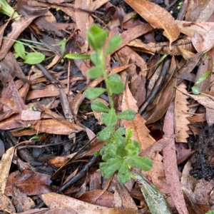 Phyllanthus hirtellus at Fitzroy Falls, NSW - 2 Apr 2023 12:55 PM