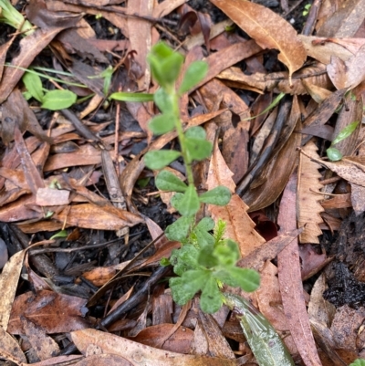 Phyllanthus hirtellus (Coastal Thyme Spurge) at Morton National Park - 2 Apr 2023 by Tapirlord