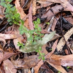 Phyllanthus hirtellus at Fitzroy Falls, NSW - 2 Apr 2023 12:55 PM