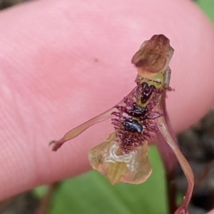 Chiloglottis sylvestris at Fitzroy Falls, NSW - suppressed