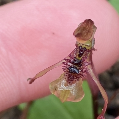 Chiloglottis sylvestris (Small Wasp Orchid) at Wingecarribee Local Government Area - 2 Apr 2023 by Tapirlord